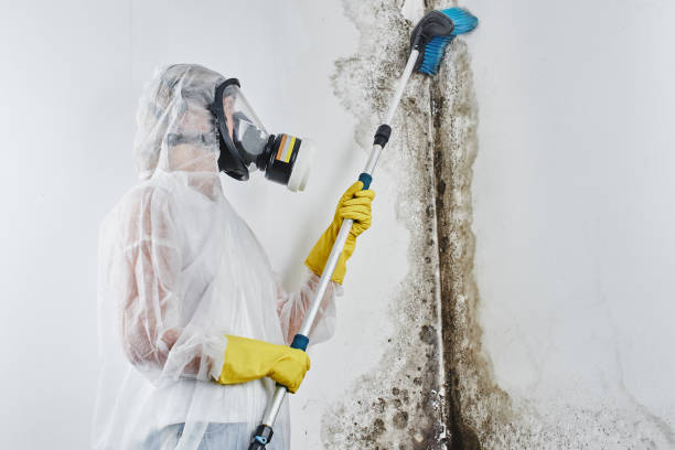 Best Same-Day Mold Removal  in Harbor Bluffs, FL