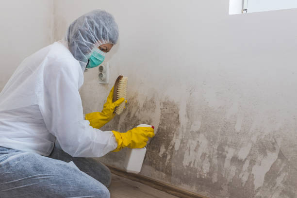 Best Crawl Space Mold Removal  in Harbor Bluffs, FL