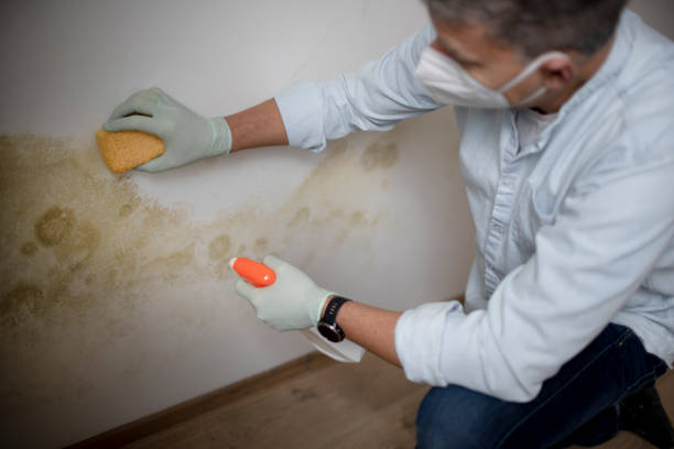 Best Office Mold Removal Services  in Harbor Bluffs, FL