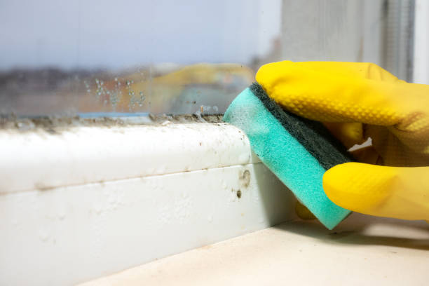 Best Toxic Mold Removal  in Harbor Bluffs, FL