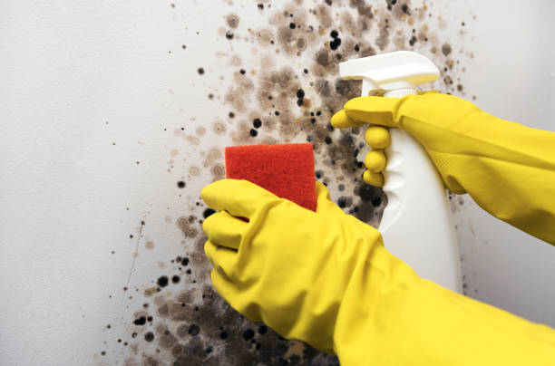 Best Local Mold Removal Service  in Harbor Bluffs, FL