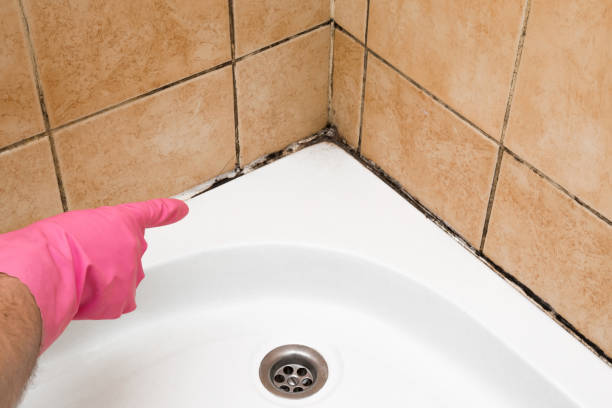 Best Professional Mold Removal  in Harbor Bluffs, FL